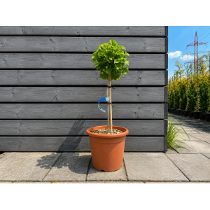 Ginko dvojlaločné (Ginkgo biloba) ´MARIKEN´ – výška 60-70 cm, kont. C9L - NA KMIENKU